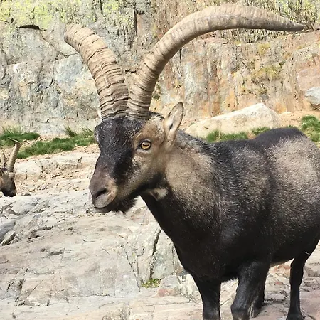 Venkovský dům Artesano I Y Iii Navarredonda de Gredos
