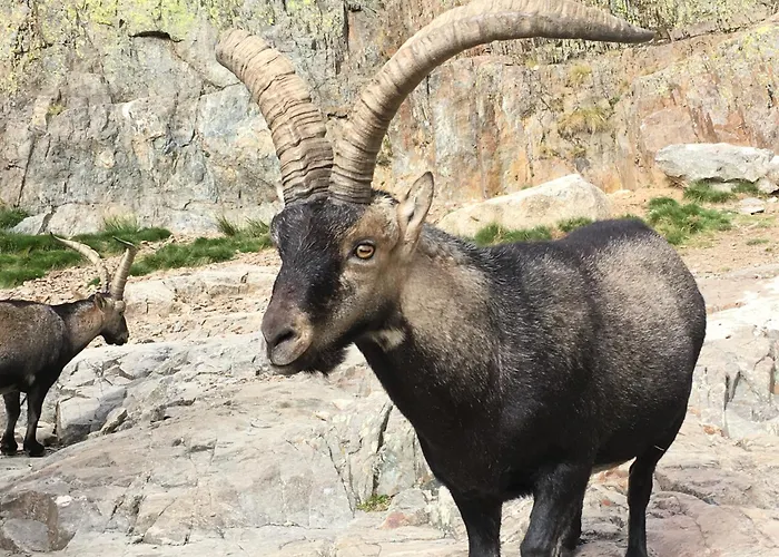 컨트리하우스 Artesano I Y Iii 나바레돈다 데 그레도스