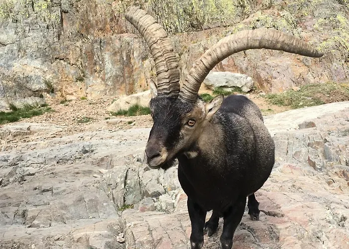 컨트리하우스 Artesano I Y Iii 나바레돈다 데 그레도스