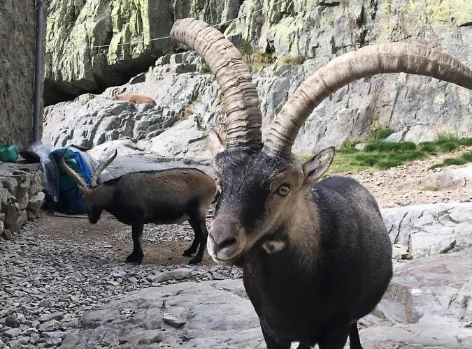 Artesano I Y Iii * 나바레돈다 데 그레도스